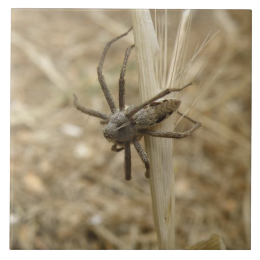 Creepy Crawly Spider Tile Tegeltje (Voorkant)