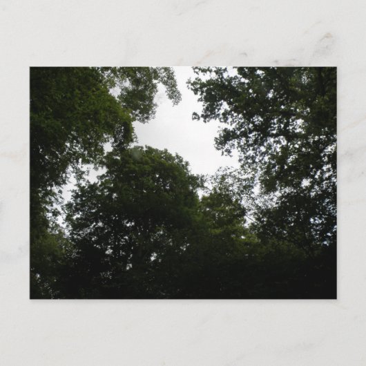 Creepy Forest Briefkaart (Voorkant)