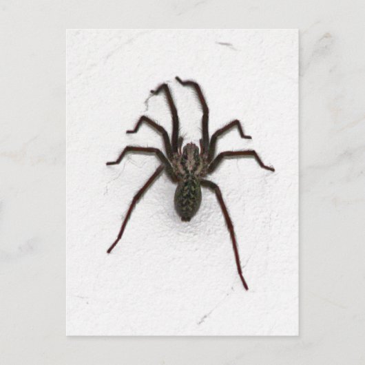 Creepy Spider Briefkaart (Voorkant)