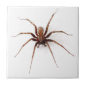 Creepy Spider Tegeltje (Voorkant)