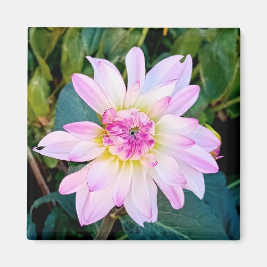 Crème en roze bloem magneet (Voorkant)