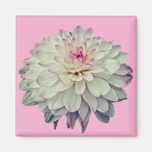 Crème en roze bloem magneet (Voorkant)