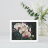 Crème en roze orchidee briefkaart (Staand voorkant)