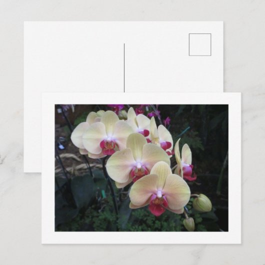 Crème en roze orchidee briefkaart (Voorkant / Achterkant)