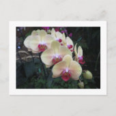 Crème en roze orchidee briefkaart (Voorkant)