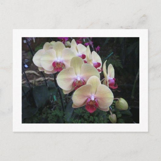 Crème en roze orchidee briefkaart (Voorkant)