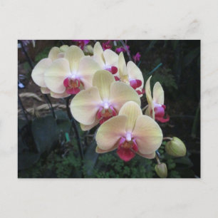 Crème en roze orchidee briefkaart