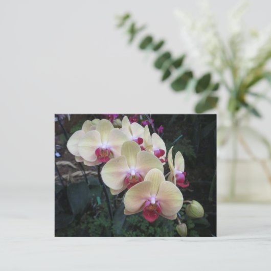 Crème en roze orchidee briefkaart (Staand voorkant)