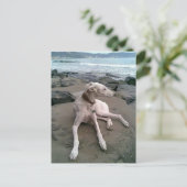 Crème Greyhound Puppy Dog Blank Notecard Briefkaart (Staand voorkant)