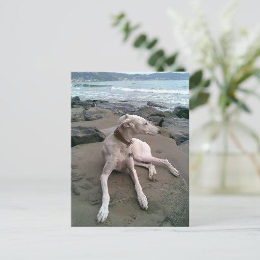 Crème Greyhound Puppy Dog Blank Notecard Briefkaart (Staand voorkant)