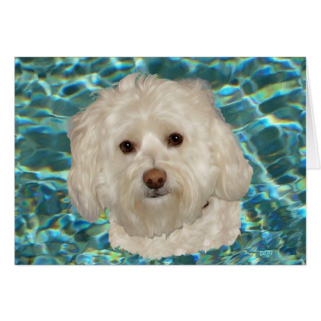 Crème Havanese met Turquoise Water (Voorkant Horizontaal)