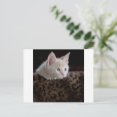 Crème Kitten Met Mooie Blauwe Ogen Briefkaart (Staand voorkant)
