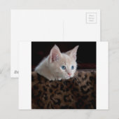 Crème Kitten Met Mooie Blauwe Ogen Briefkaart (Voorkant / Achterkant)
