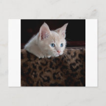 Crème Kitten Met Mooie Blauwe Ogen