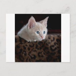 Crème Kitten Met Mooie Blauwe Ogen Briefkaart