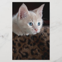 Crème Kitten Met Mooie Blauwe Ogen