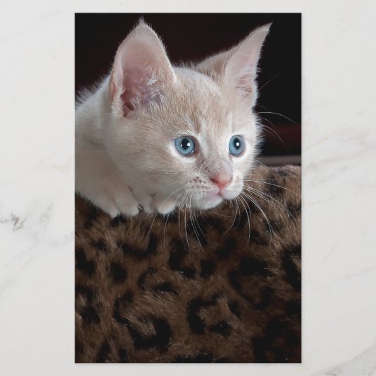 Crème Kitten Met Mooie Blauwe Ogen Briefpapier (Voorkant)
