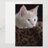 Crème Kitten Met Mooie Blauwe Ogen Briefpapier (Voorkant / Achterkant)