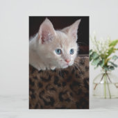 Crème Kitten Met Mooie Blauwe Ogen Briefpapier (Staand voorkant)