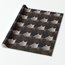 Crème Kitten Met Mooie Blauwe Ogen
