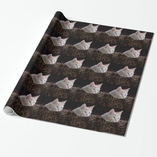 Crème Kitten Met Mooie Blauwe Ogen Cadeaupapier (Uitgerold)
