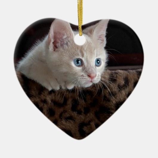 Crème Kitten Met Mooie Blauwe Ogen Keramisch Ornament (Voorkant)
