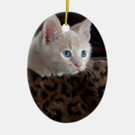 Crème Kitten Met Mooie Blauwe Ogen Keramisch Ornament