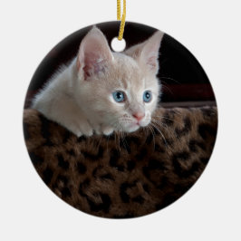 Crème Kitten Met Mooie Blauwe Ogen Keramisch Ornament