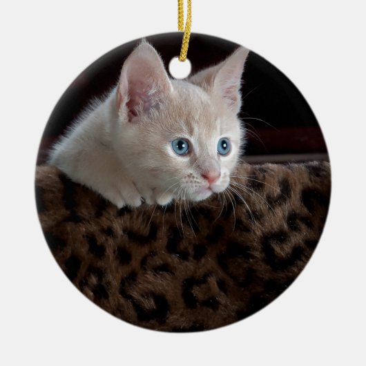 Crème Kitten Met Mooie Blauwe Ogen Keramisch Ornament (Voorkant)