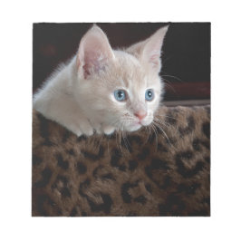 Crème Kitten Met Mooie Blauwe Ogen Notitieblok