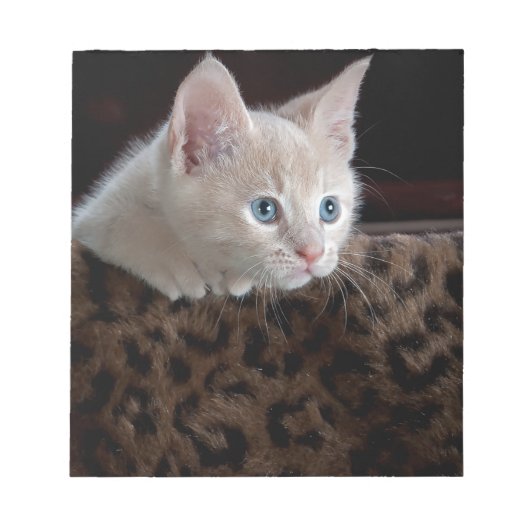Crème Kitten Met Mooie Blauwe Ogen Notitieblok (Voorkant)