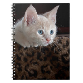 Crème Kitten Met Mooie Blauwe Ogen Notitieboek