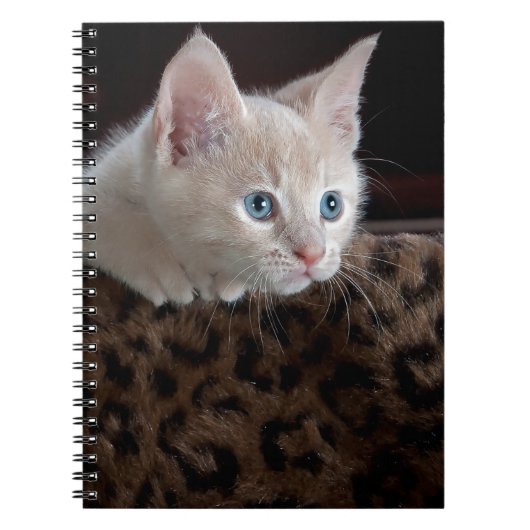 Crème Kitten Met Mooie Blauwe Ogen Notitieboek (Voorkant)