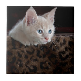 Crème Kitten Met Mooie Blauwe Ogen Tegeltje