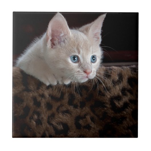 Crème Kitten Met Mooie Blauwe Ogen Tegeltje (Voorkant)