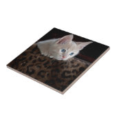 Crème Kitten Met Mooie Blauwe Ogen Tegeltje (Zijkant)