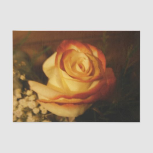 Crème Roos Tissuepapier (Voorkant)