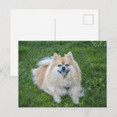 Crème Sable Pomeranian Hond Briefkaart (Voorkant / Achterkant)