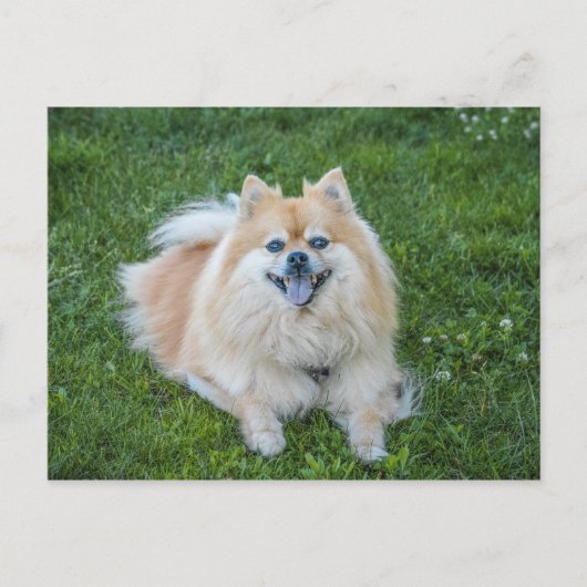 Crème Sable Pomeranian Hond Briefkaart (Voorkant)