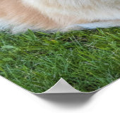 Crème Sable Pomeranian hond in het gras Poster (Hoek)