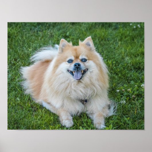 Crème Sable Pomeranian hond in het gras Poster (Voorkant)