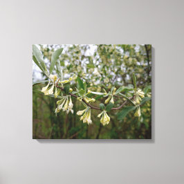 Crème Witte Bloemen aan een Struik na Lente Regen  Canvas Afdruk