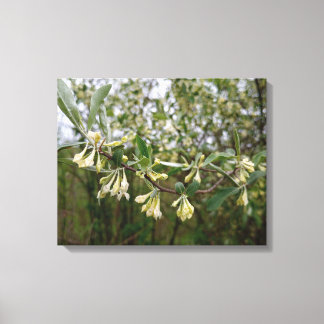 Crème Witte Bloemen aan een Struik na Lente Regen  Canvas Afdruk