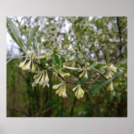 Crème Witte Bloemen op Struik Na Lente Regen #1 Poster
