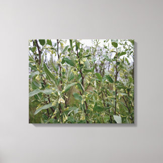 Crème Witte Bloemen op Struik Na Lente Regen #2 Canvas Afdruk