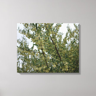 Crème Witte Bloemen op Struik Na Lente Regen #3 Canvas Afdruk
