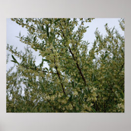 Crème Witte Bloemen op Struik Na Lente Regen #3 Poster