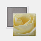 Crème witte roos magneet (Voorkant / Achterkant)