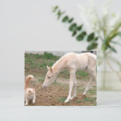 Cremello Companions Briefkaart (Staand voorkant)