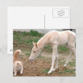 Cremello Companions Briefkaart (Voorkant / Achterkant)